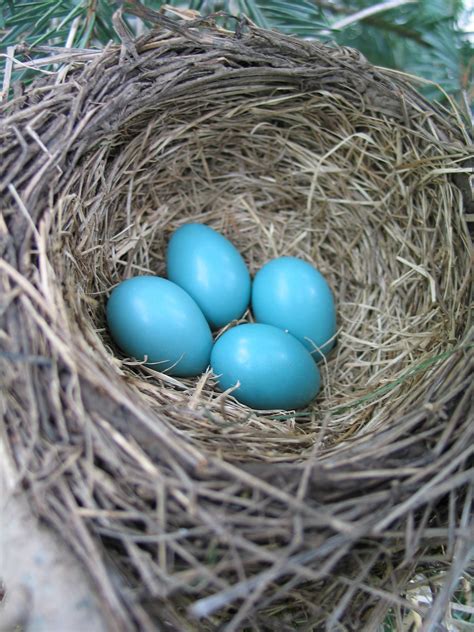 Free Images : eggs, bird nest, spring, robin, blue 1944x2592 ...
