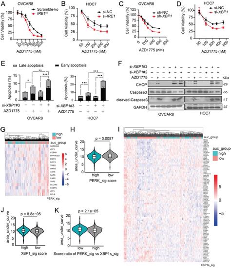 Inhibition Of Ire Xbp Branch Promoted Apoptosis Ad Cell Viability