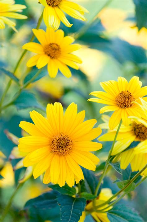 how to grow an artichoke plant 1