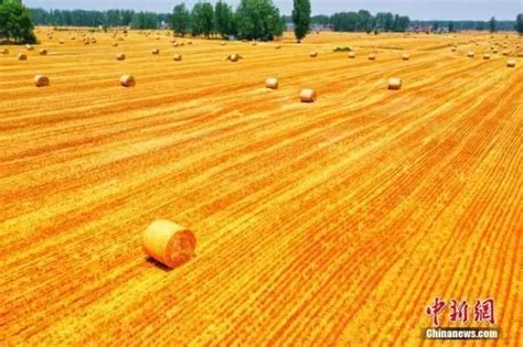 粮食危机要来？有人开始囤粮，中国粮食够吃吗？ 国内新闻 新闻频道