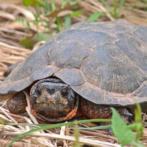 Turtle Species In Rhode Island Id Pics Pond Informer