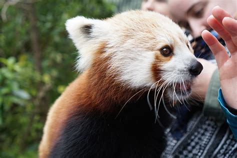 Wellington Zoo Red Panda Close Encounter We Met Up With Th Flickr