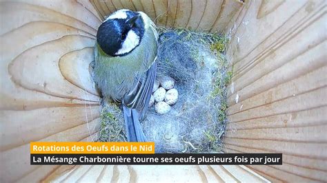 Rotations des Oeufs dans le Nid de la Mésange Charbonnière YouTube