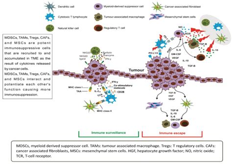 The Immunosuppressive Tumor Microenvironment TME Support The Growth