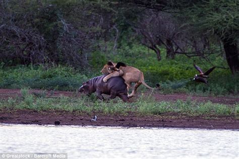 Hippo vs Lion 5 – BlackSportsOnline