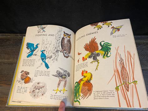 Vintage 1950s Birdwatching Book The First Book Of Birds By Margaret