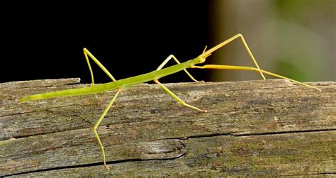 Insecto Palo Características Alimentación Reproducción Y Más