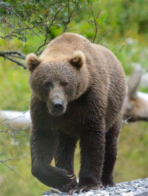 How Do You Estimate the Size of a Kodiak Bear? - Robin Barefield