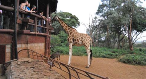 Giraffe Centre And David Sheldrick Half Day Tour Nairobi Freetour