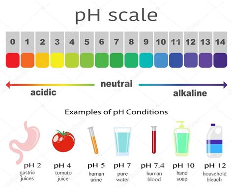 Escala De Ph Equilibrio Acido Base De Infografico Escala Para Acido