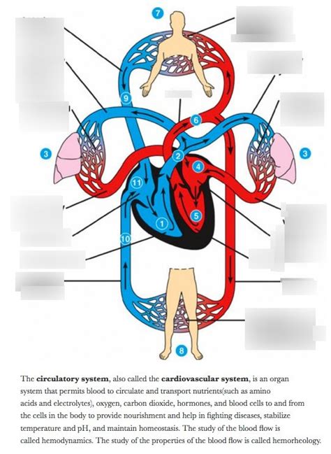 blood flow diagram Diagram | Quizlet