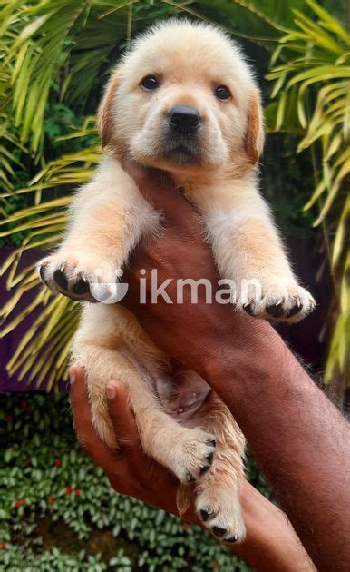 Labrador Puppies For Sale In Kalutara City Ikman