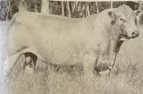 Lot 77 10 X Straws Lindsay Sphinx Lsy S10 Auctionsplus