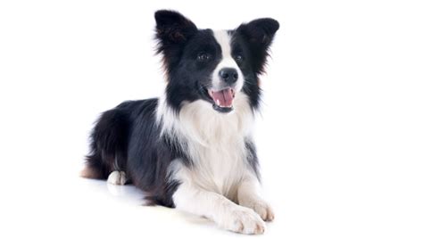 Rasy Ps W Border Collie Psiedszkole