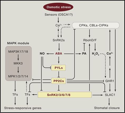 Abiotic Stress Signaling And Responses In Plants Cell