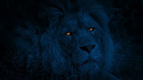 Lion Turns Around With Glowing Eyes At Night, Stock Footage | VideoHive