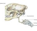 Joints Of The Skull Flashcards Quizlet