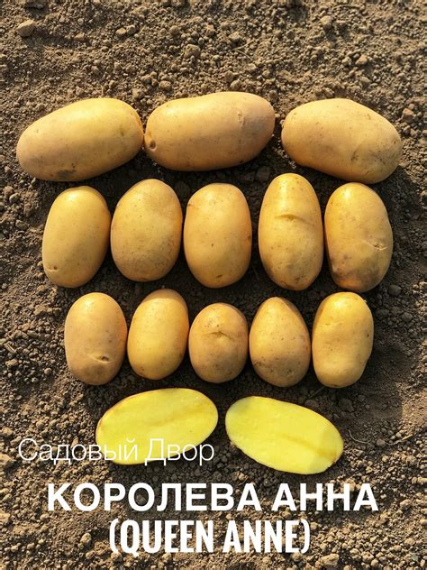 Картофель семенной сорт королева анна, комплект 10 клубней, ур. 2023 ...
