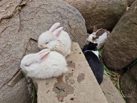 Chiang Khan Rabbit Temple Wat Pra Putthabat Phu Kwai Ngoen Its