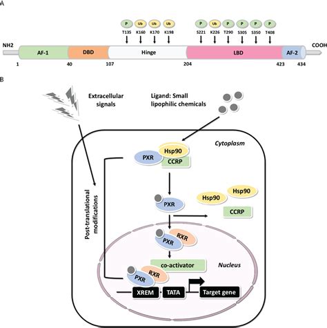 Frontiers The Role Of Pregnane X Receptor Pxr In Substance Metabolism