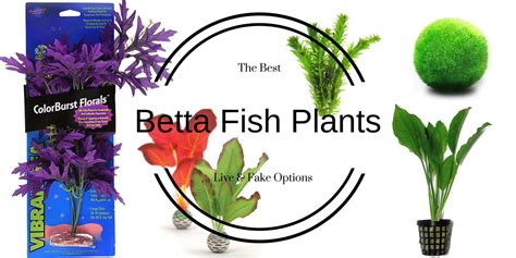 Betta Fish Plant Vase / Keeping A Better Betta Fish Aquarium Tropical ...