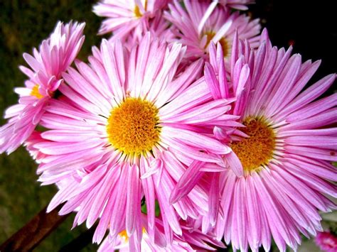 Conoce Los Cuidados Del Aster Una Flor Hermosa Ideal Para Ramos