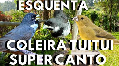 COLEIRA tui tui para Esquentar coleiro frio Melhor piado de fêmea