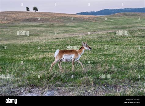 Pronghorn in the field of Custer State Park, Utah Stock Photo - Alamy