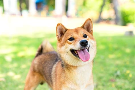 Shiba Inu Caratteristiche Della Razza Salute E Cure