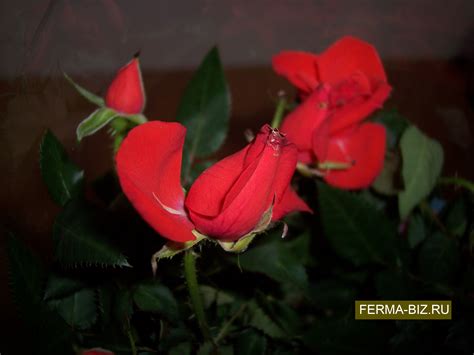 Роза Кордана Микс: уход в домашних условиях, фото | Домашняя ферма