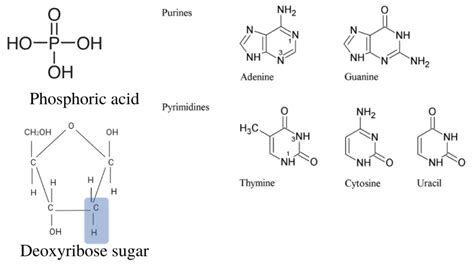 Structure And Components Of Dna Microbe Online