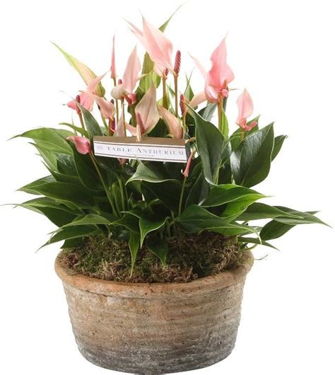 Kamerplant Van Botanicly Flamingoplant Hoogte Cm Anthurium