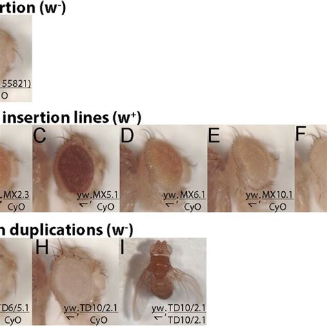 Visible Phenotypes Used To Identify Marker Insertions And Tandem