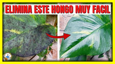 Como Eliminar El Hongo Negrilla O Fumagina De Todas Nuestras Plantas Del Jardin Gio De La Rosa