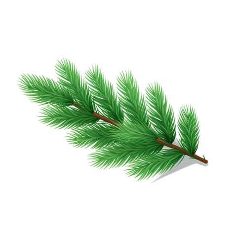 Premium AI Image Spruce Branch Green Fir Isolated