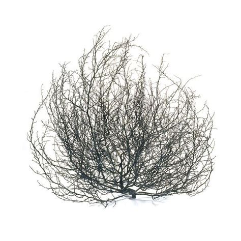 Free Tumbleweed Cliparts, Download Free Tumbleweed Cliparts png images ...