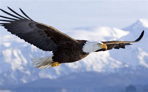 American Bald Eagle Wallpaper ·① Wallpapertag