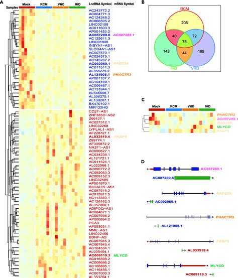 Differentially expressed lncRNAs and their corresponding strand ...