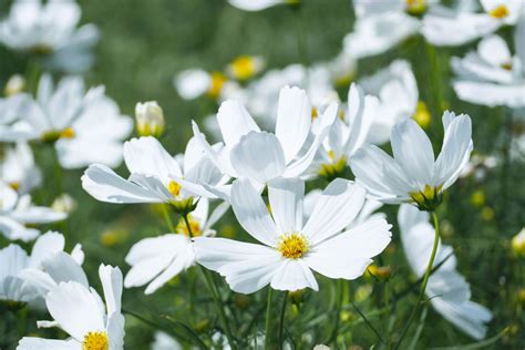 20 Pure White Flowers for Your Garden: Names, Pictures, and Growing ...