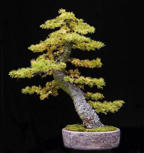 European Larch Bonsai Tree Japanese Bonsai Indoor Bonsai