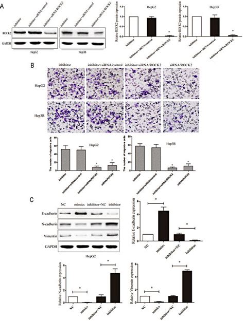 Knockdown Of ROCK2 Abrogated The Effect Of MiR 448 Inhibition A Both