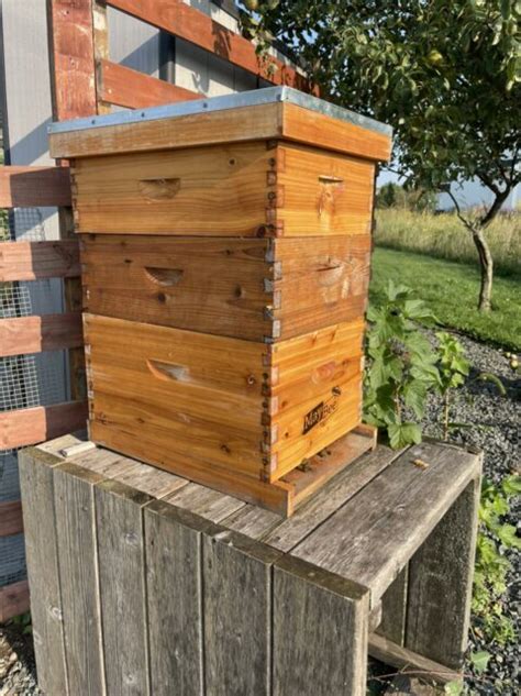 Our Two Beehives Two Different Methods Of Getting Honey