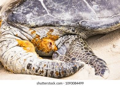 Sick Injured Green Sea Turtle Sea Stock Photo 1093084499 | Shutterstock