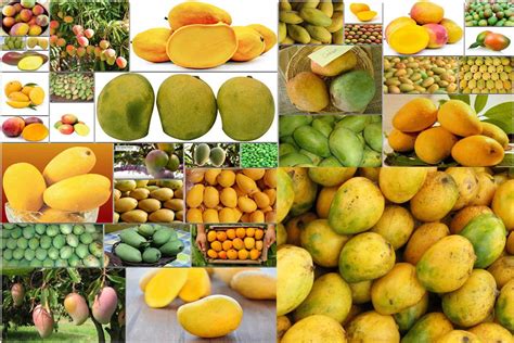 Mango Varieties: A Fruitful Journey | by Imran Niazi | Medium