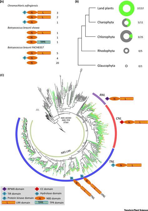 Revisiting The Origin Of Plant Nbs Lrr Genes Trends In Plant Science