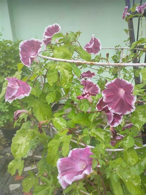 Chocolate Morning Glory Mountain Top Seed Bank