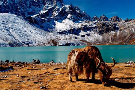 Gokyo Chola Pass Ebc Trek Multi Adventure P Ltd