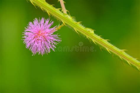 Rote Mimose Pudica Im Tropischen Garten Thailand Stockbild - Bild von ...