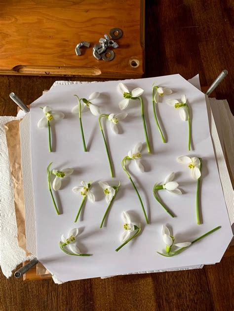 white flowers are laid out on a sheet of paper