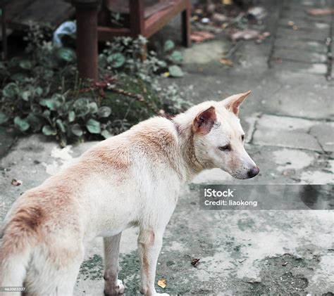 Chinese Rural Dog Stock Photo Download Image Now Animal